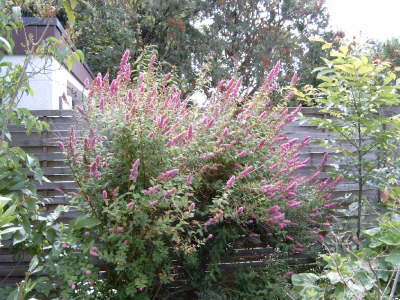 Wei nicht wie der heisst